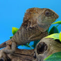 Corytophanes cristatus, adult
