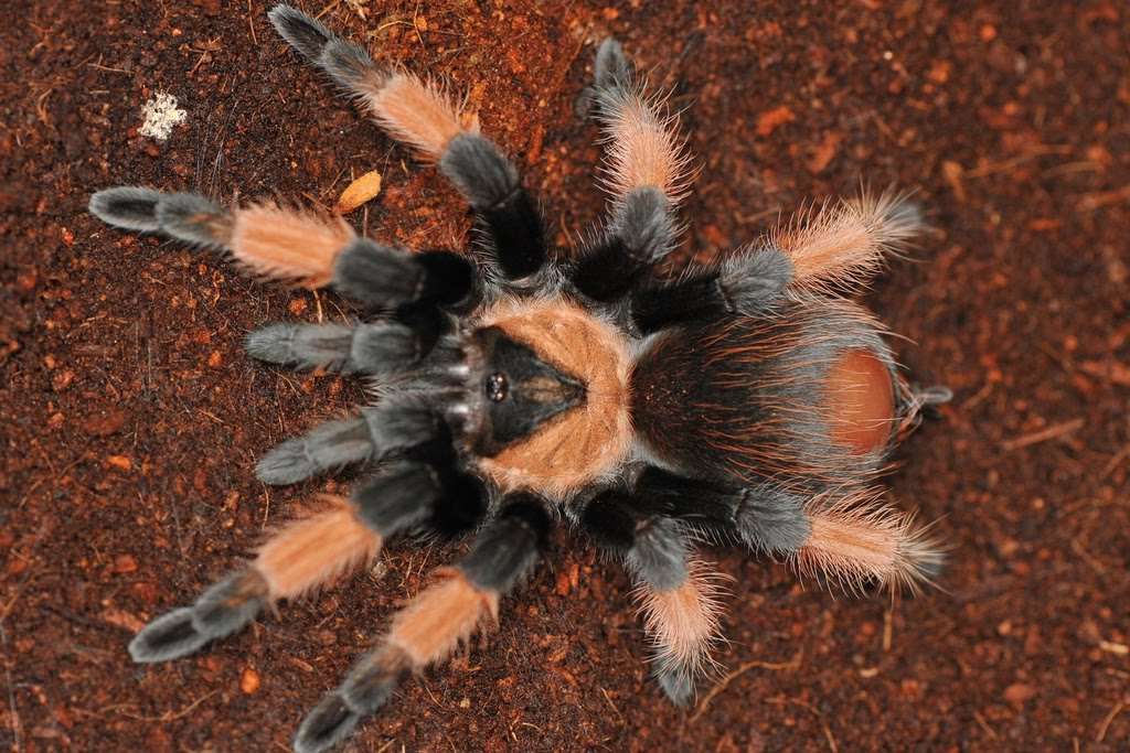 Brachypelma emilia