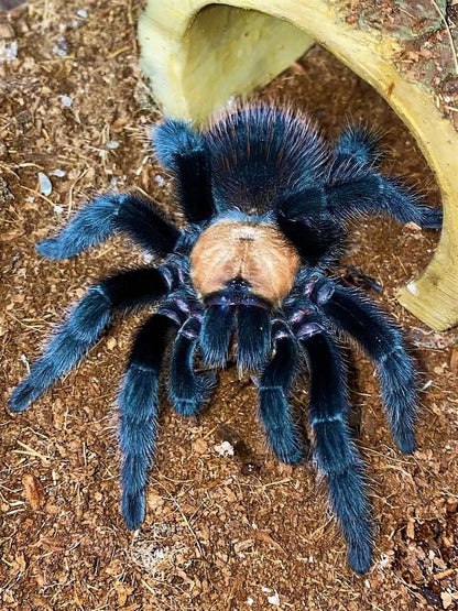 Brachypelma ruhnaui