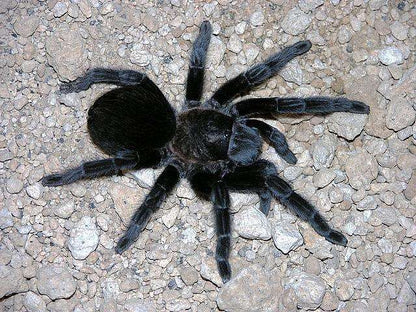 Brachypelma schroederi