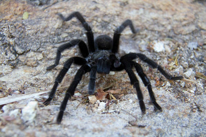 Brachypelma schroederi