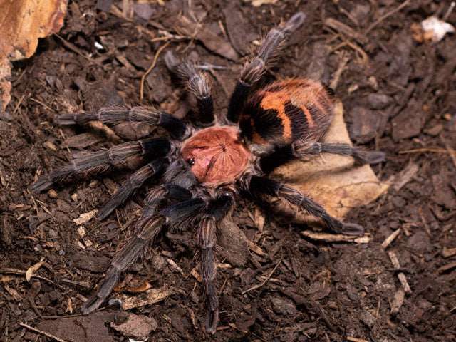 Davus Cyclosternum pentaloris 2 cm (Guatemalan tiger rump )