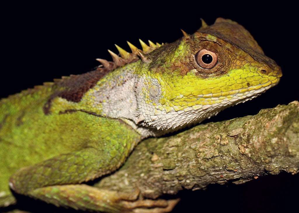 Acanthosaura lepidogaster (Chinese Mountain Horned Lizard)