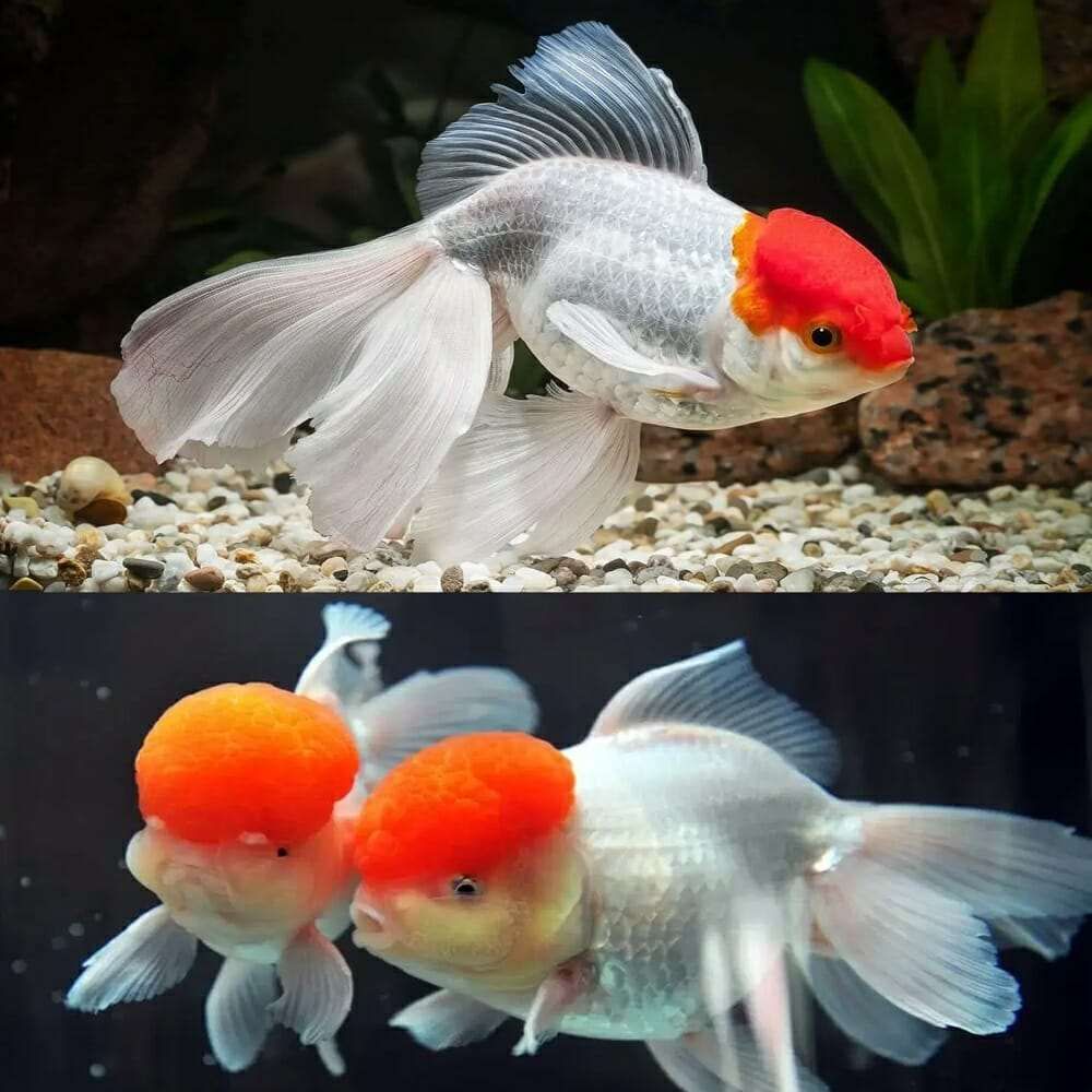 Carassius auratus Red White Oranda 5-6 cm