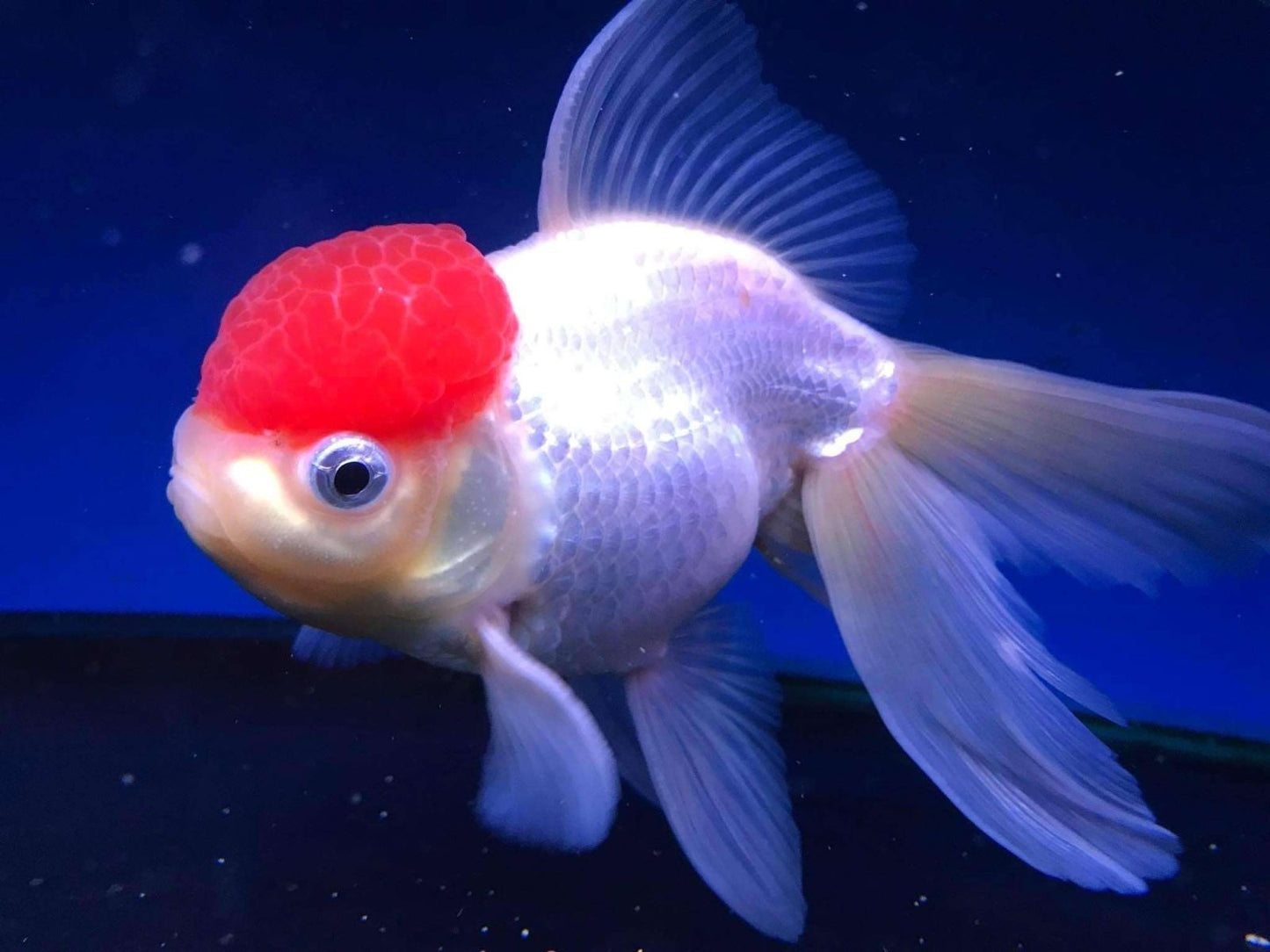 Carassius auratus Red White Oranda 5-6 cm