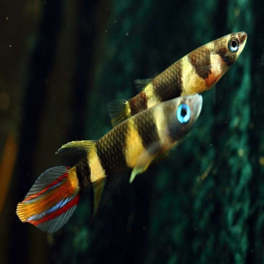 Epiplatys anulatus (Banded panchax)