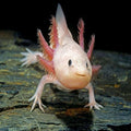 Ambystoma mexicanum mix color, Axolotl