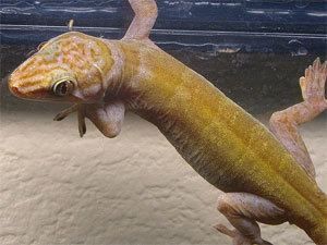 Gekko ulikovskii  badenii (Golden gecko vietnam)