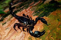 Heterometrus	petersii  (Blue giant scorpion) L