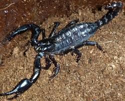 Heterometrus petersii  (Blue giant scorpion) L