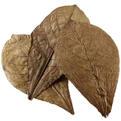 Frunze de catappa, Hobby, Catappa Leaves XL, 12 buc