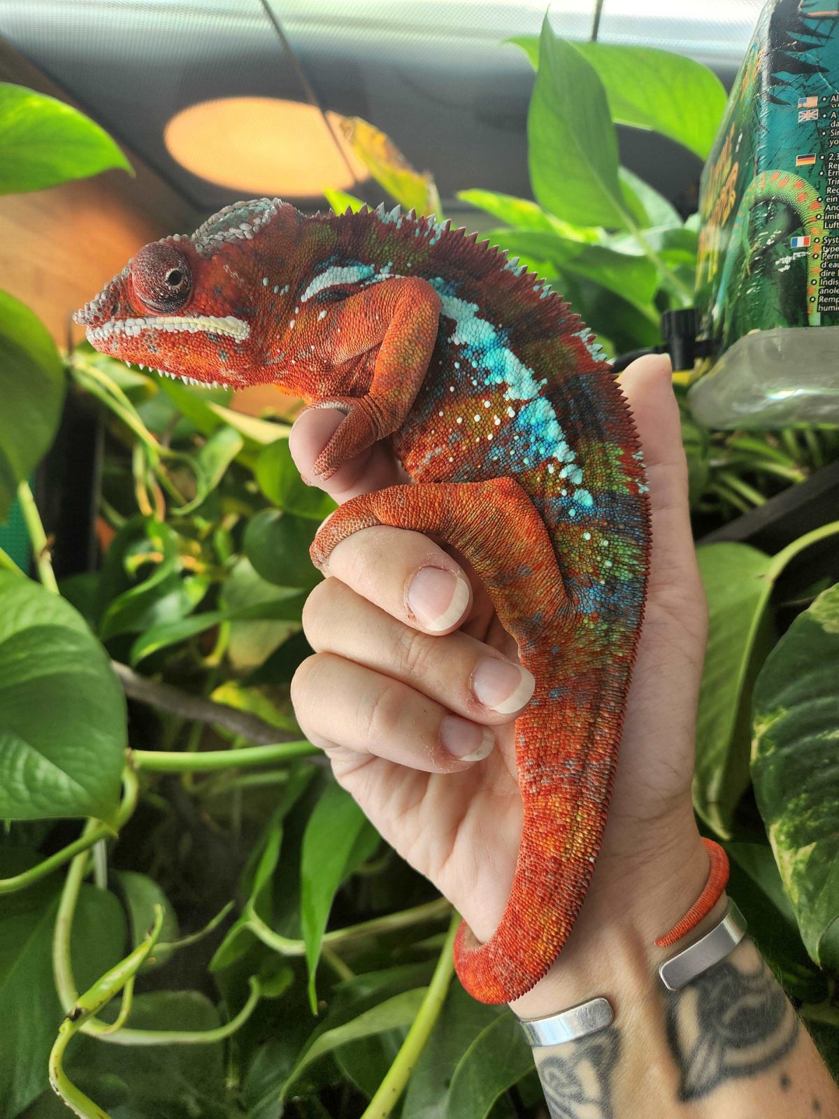 Furcifer pardalis Ambilobe (Panther chamaleon )