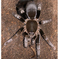 Hysterocrates gigas (Giant baboon spider )  M-L