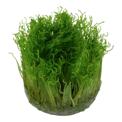 Muschi natural pentru acvariu, Tropica, Taxiphyllum Spiky 1-2-Grow!, 5 cm