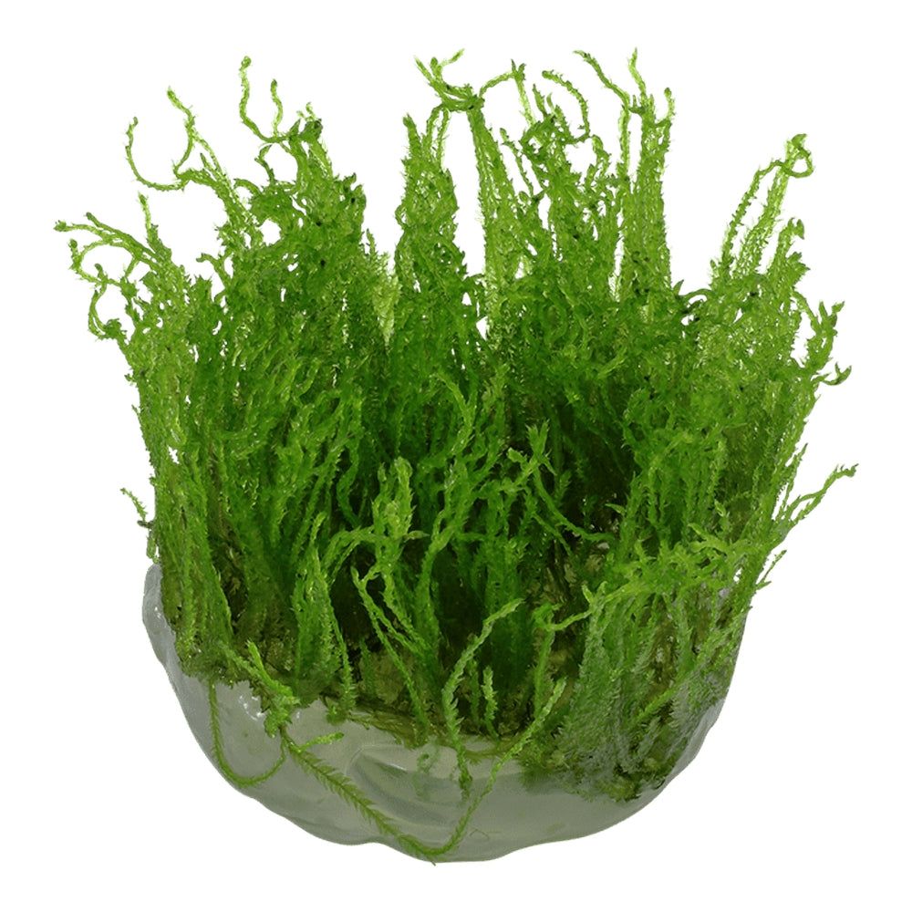 Mușchi natural pentru acvariu, Tropica, Taxiphyllum alternans Taiwan Moss 1-2-Grow!, 5 cm