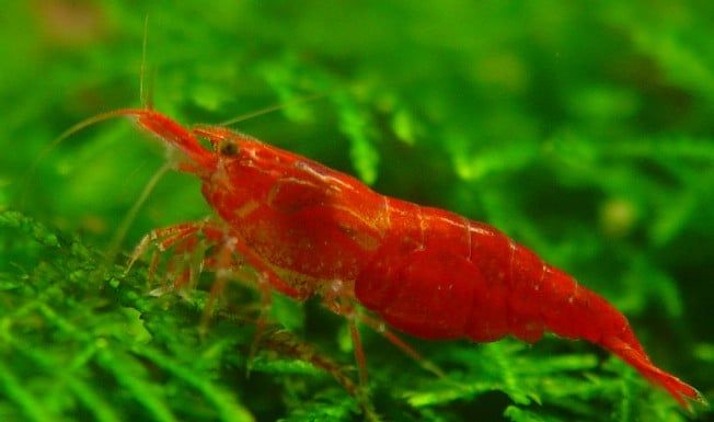 Neocaridina denticulata (cherry shrimp) 2-2,5 cm