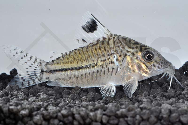 Peste sanitar, Corydoras Leopardus 3 - 3,5 cm