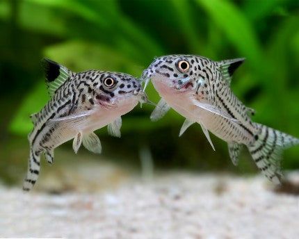 Peste sanitar, Corydoras Trilineatus 2,5 - 3 cm