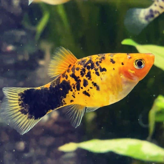 Xiphophoru  var. platy high fin