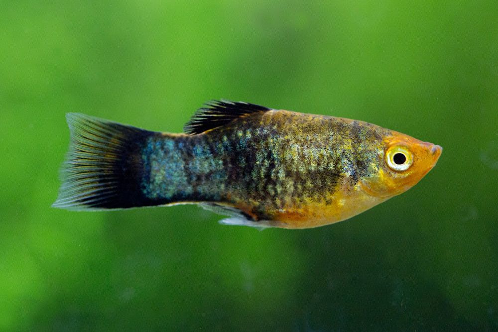 Xiphophoru  var. platy high fin