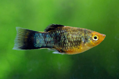 Xiphophoru  var. platy high fin