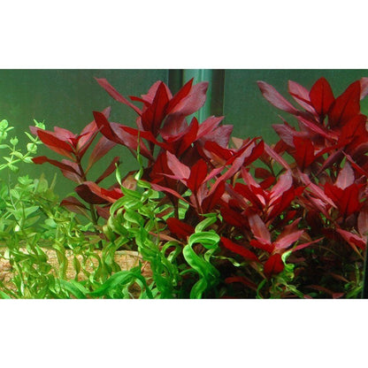 Planta naturala de acvariu, Tropica, Ludwigia repens Rubin