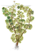 Planta naturala de acvariu, Tropica, Cabomba aquatica