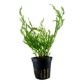 Planta naturala de acvariu, Tropica, Bolbitis heudelotii