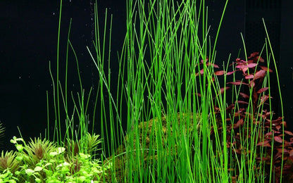 Planta naturala de acvariu, Tropica, Eleocharis montevidensis