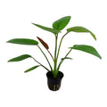 Planta naturala de acvariu, Tropica, Echinodorus Barthii