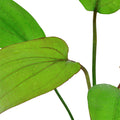 Planta naturala de acvariu, Tropica, Echinodorus Barthii