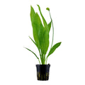 Planta naturala de acvariu, Tropica, Echinodorus grisebachii Bleherae