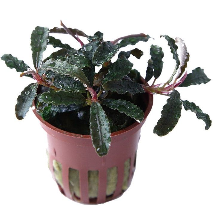 Bucephalandra acvariu: plante pe lemn si piatra – endler