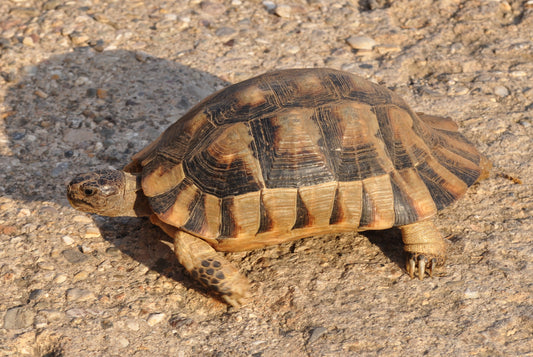 Testudo marginata (Marginated Tortoise) 4-6cm