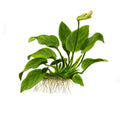 Planta naturala de acvariu, Tropica, Anubias barteri var. nana 1-2-Grow!, 5 cm