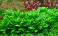 Planta naturala  de acvariu, Tropica, Staurogyne repens