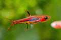 Rasbora briggitae 1-1,5cm