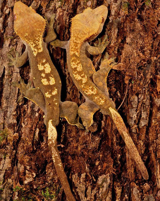 Correlophus ciliates (crested gecko)