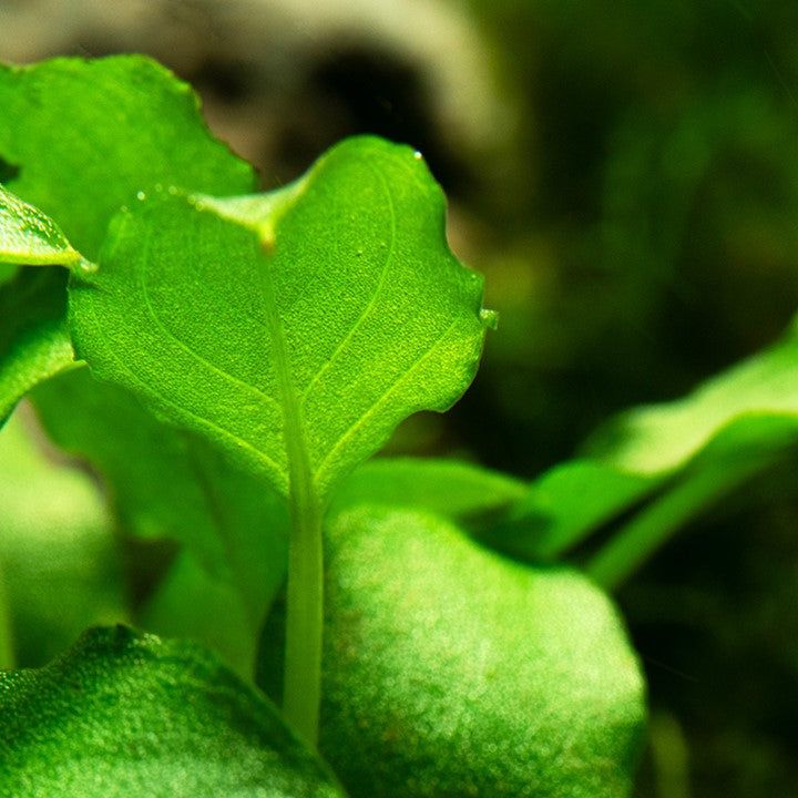 Planta naturala de acvariu, Tropica, Schismatoglottis prietoi, 1-2-Grow!, 5 cm