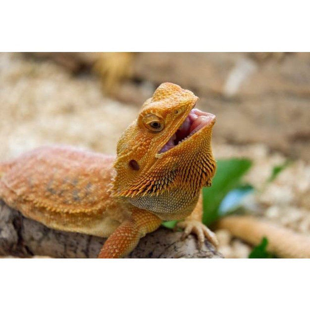 Agama cu barba, Pogona vitticeps (Bearded Dragon) 14 cm