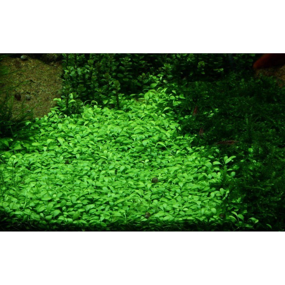 Planta naturala de acvariu, Tropica, Glossostigma elatinoides 1-2-Grow!, 5 cm