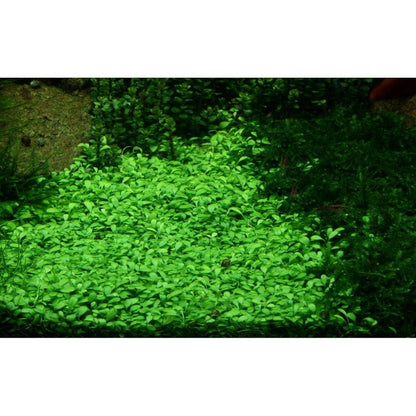 Planta naturala de acvariu, Tropica, Glossostigma elatinoides 1-2-Grow!, 5 cm