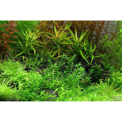 Planta naturala de acvariu, Tropica, Gratiola viscidula 1-2-Grow!, 5 cm