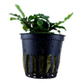 Planta naturala de acvariu, Tropica, Bucephalandra pygmaea Bukit Kelam