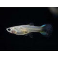 Peste vivipar, Poecilia endler japan blue, 1-2 cm , F