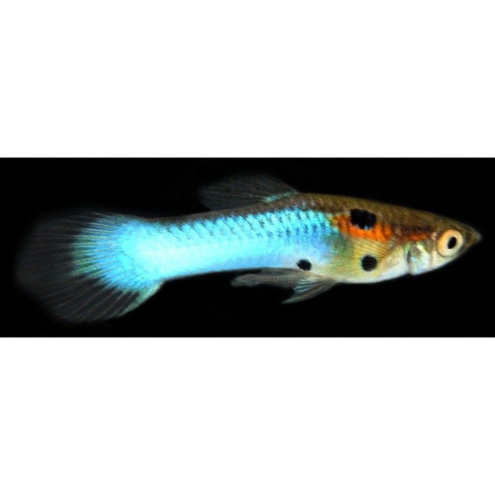 Peste vivipar, Poecilia endler japan blue, 1-2 cm, M