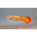 Peste vivipar, Guppy Sunset Blonde M 3-4 cm