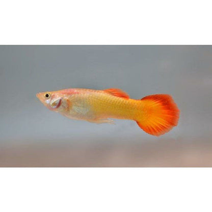 Peste vivipar, Guppy Sunset Blonde M 3-4 cm