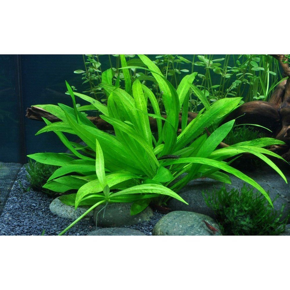 Planta naturala de acvariu, Tropica, Helanthium bolivianum Quadricostatus 1-2-Grow!, 5 cm