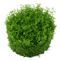 Planta naturala de acvariu, Tropica, Micranthemum callitrichoides Cuba 1-2-Grow!, 5 cm